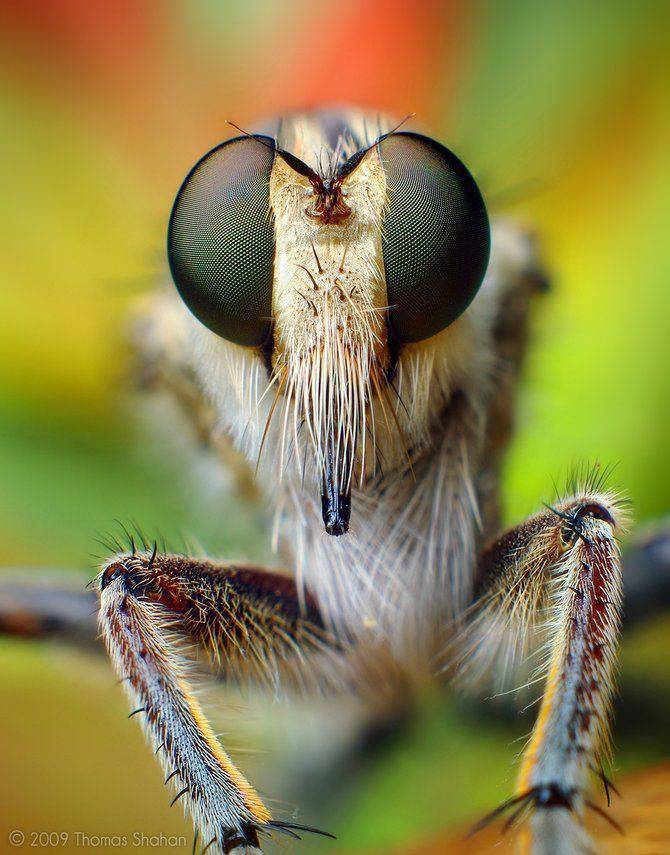 Makrofotografia - owady z bliska 44