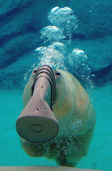 Niedźwiedź polarny Willy 10