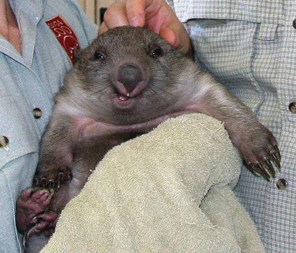 Wombat tasmański 7