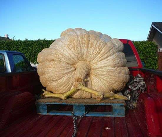 Warzywa giganty 11
