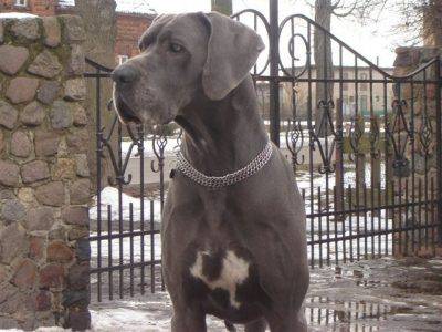 Dog Niemiecki 36