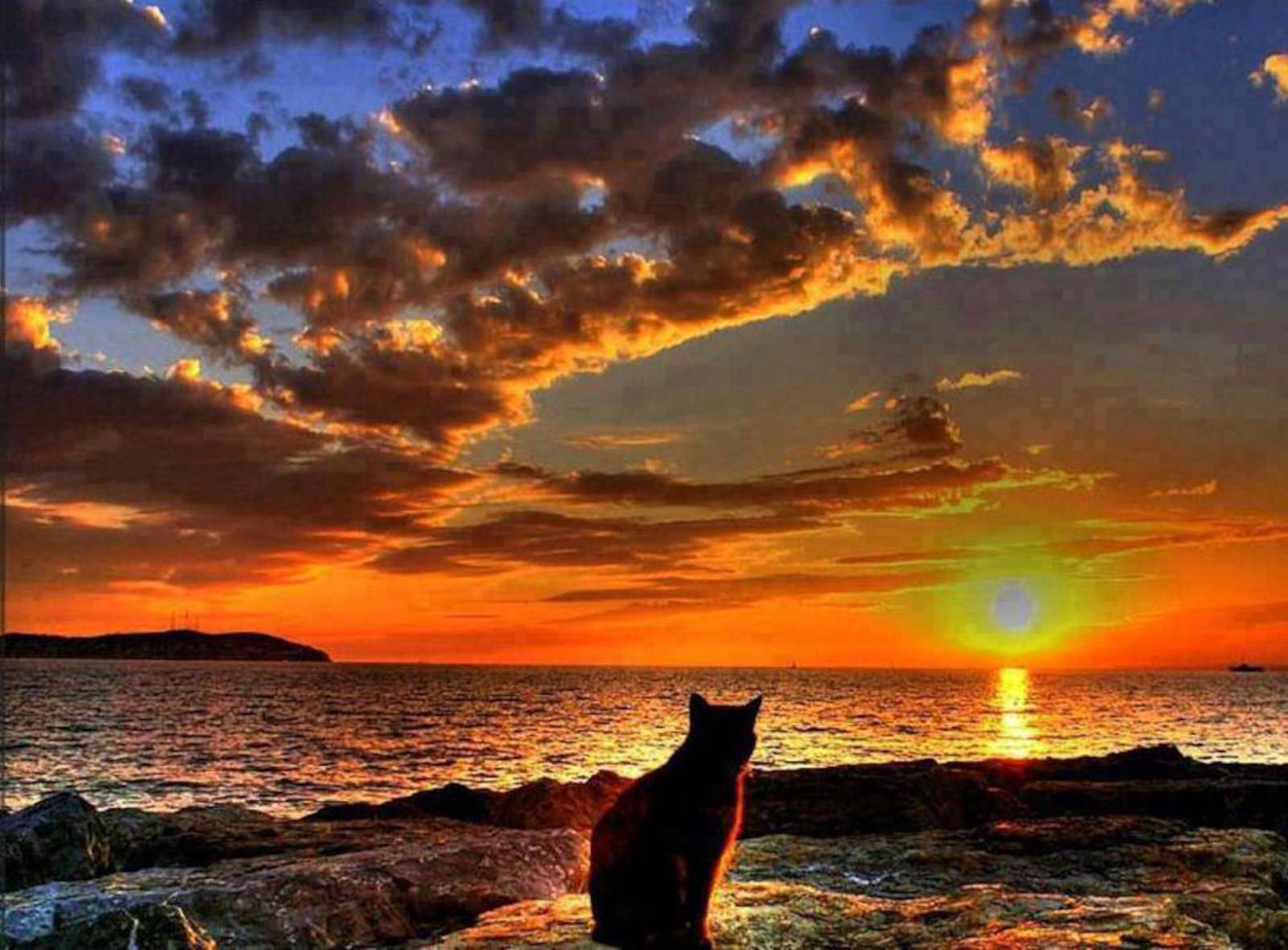 кот на фоне моря