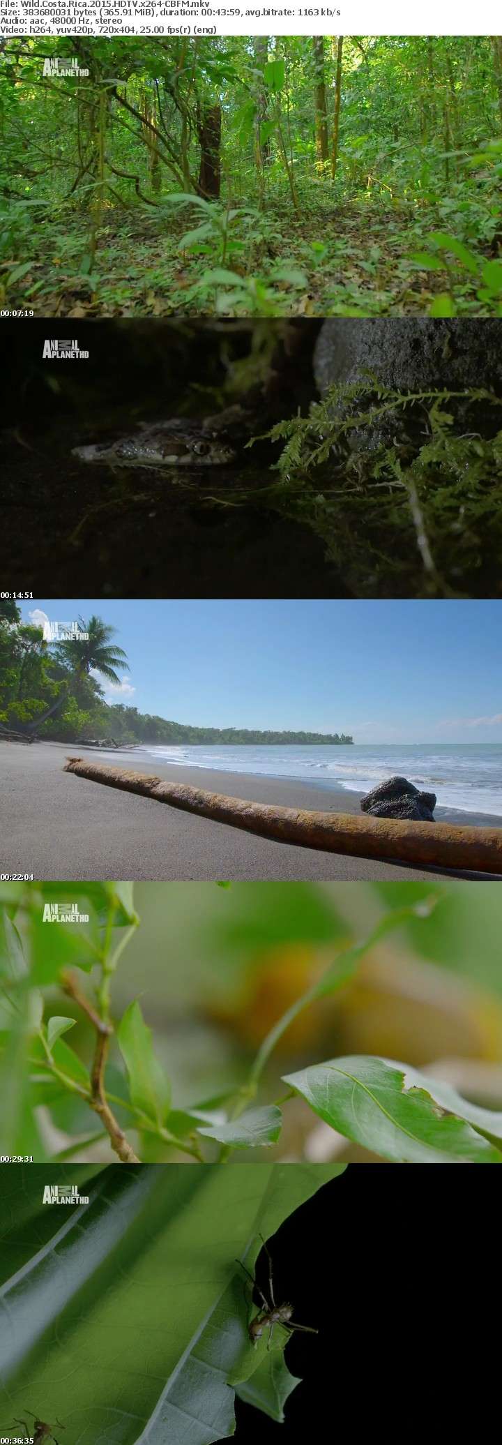 Wild Costa Rica 2015 HDTV x264-CBFM Wild Costa Rica 2015 HDTV x264-CBFM