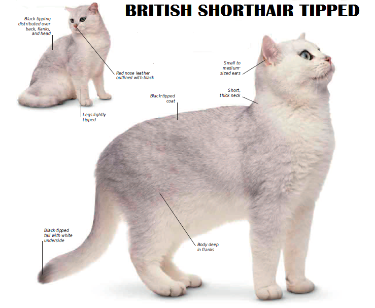 British Shorthair Dan Scottish Cats Lovers Kaskus