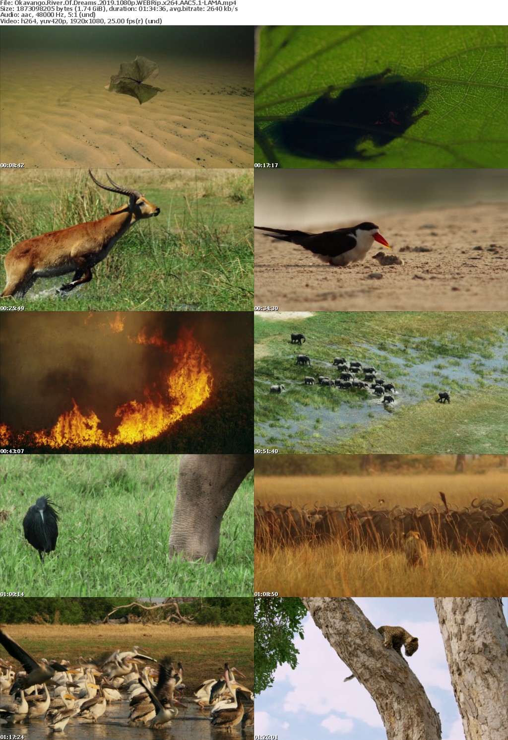 Okavango River Of Dreams (2019) 1080p WEBRip 5 1 -RARBG