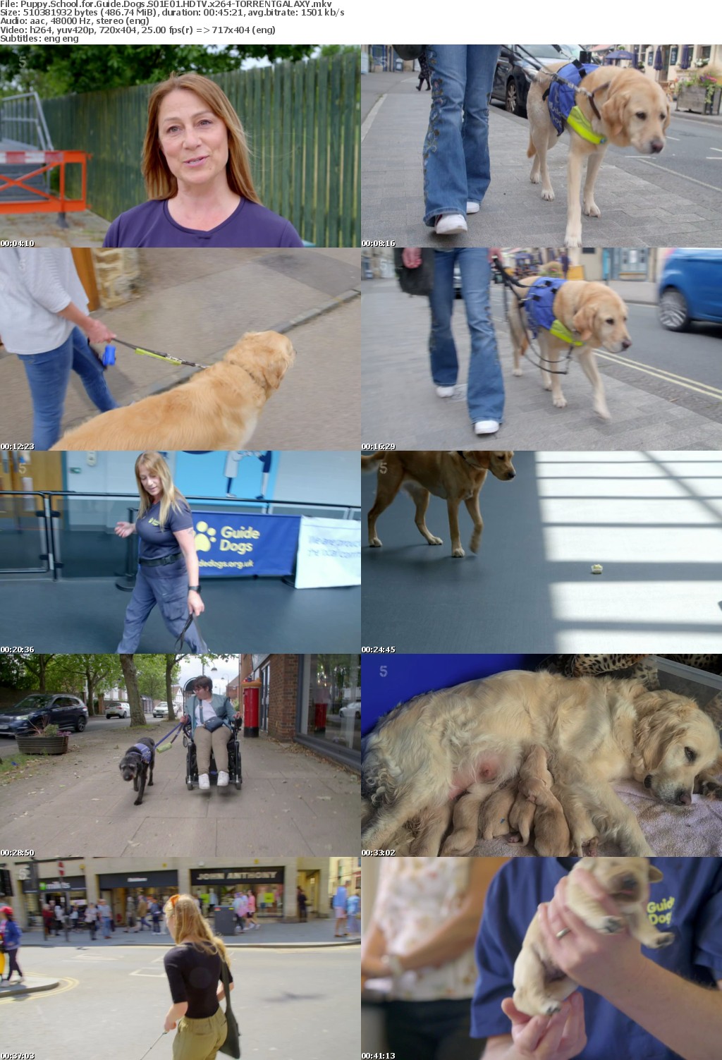 Puppy School for Guide Dogs S01E01 HDTV x264-GALAXY