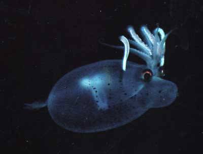 7 Keunikan Hewan Laut Dalam ! 6937775fcfdd3c636246402b2686b9caade0017 7 Keunikan Hewan Laut Dalam !